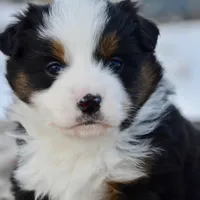 BTF-2, a female Miniature Australian Shepherd and Miniature American Shepherd for sale in Baker City, OR – Photo 5 of 10