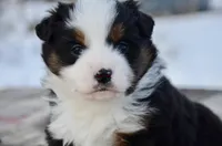 BTF-2, a female Miniature Australian Shepherd and Miniature American Shepherd for sale in Baker City, OR – Photo 3 of 8