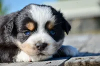 BTM-3, a male Miniature Australian Shepherd for sale in Baker City, OR – 2 of 4