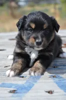 BTF-3, a female Miniature Australian Shepherd and Miniature American Shepherd for sale in Baker City, OR – 8 of 9