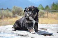 BTF-3, a female Miniature Australian Shepherd and Miniature American Shepherd for sale in Baker City, OR – 9 of 9