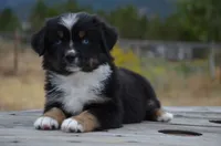 BTF-2, a female Miniature Australian Shepherd and Miniature American Shepherd for sale in Baker City, OR – 5 of 9