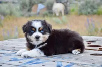 BTM-3, a male Miniature Australian Shepherd for sale in Baker City, OR – 8 of 9