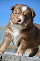 RTF-4, a female Miniature Australian Shepherd for sale in Baker City, OR – 4 of 5