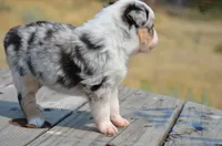 BMM-1, a male Miniature Australian Shepherd and Miniature American Shepherd for sale in Baker City, OR – 9 of 10