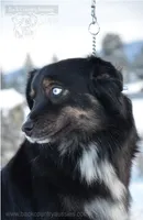 Raven, a female Miniature Australian Shepherd for sale in Baker City, OR – 4 of 5