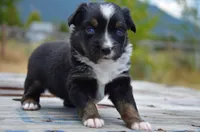 BTF-2, a female Miniature Australian Shepherd and Miniature American Shepherd for sale in Baker City, OR – 6 of 9