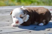 RMF-3, a female Miniature Australian Shepherd for sale in Baker City, OR – 3 of 5