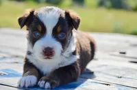 RTM-1, a male Miniature Australian Shepherd for sale in Baker City, OR – 2 of 5