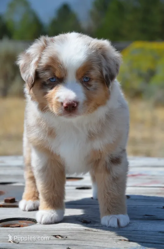 RMM-2 – Miniature Australian Shepherd, Miniature American Shepherd puppy for sale in Baker City, OR