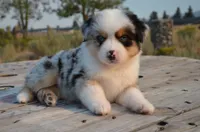 BMM-1, a male Miniature Australian Shepherd and Miniature American Shepherd for sale in Baker City, OR – 2 of 10