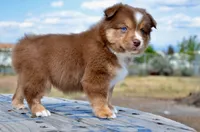 RTF-4, a female Miniature Australian Shepherd for sale in Baker City, OR – 8 of 10