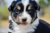 BTM-3, a male Miniature Australian Shepherd and Miniature American Shepherd for sale in Baker City, OR – 4 of 7