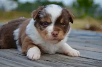 RMF-1, a female Miniature Australian Shepherd and Miniature American Shepherd for sale in Baker City, OR – 6 of 9