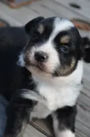 BTM-3, a male Miniature Australian Shepherd and Miniature American Shepherd for sale in Baker City, OR – 7 of 7