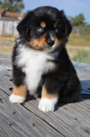 BTM-1, a male Miniature Australian Shepherd and Miniature American Shepherd for sale in Baker City, OR – 2 of 9
