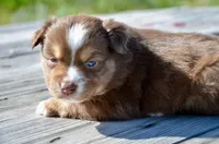 RTF-4, a female Miniature Australian Shepherd for sale in Baker City, OR – 5 of 5