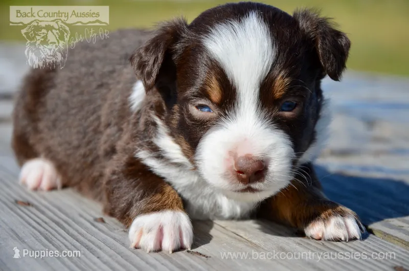 RTM-1 – Miniature Australian Shepherd puppy for sale in Baker City, OR