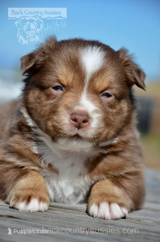 RTF-4, a female Miniature Australian Shepherd for sale in Baker City, OR – 1 of 5