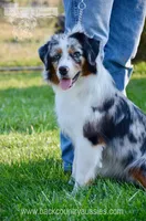 Pepper, a female Miniature Australian Shepherd and Miniature American Shepherd for sale in Baker City, OR – 4 of 4