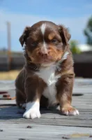 RTM-2, a male Miniature Australian Shepherd and Miniature American Shepherd for sale in Baker City, OR – 6 of 7