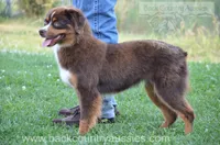 Paulie, a female Miniature Australian Shepherd and Miniature American Shepherd for sale in Baker City, OR – 4 of 4