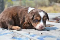 RTM-2, a male Miniature Australian Shepherd and Miniature American Shepherd for sale in Baker City, OR – 6 of 7