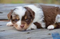 RMF-1, a female Miniature Australian Shepherd and Miniature American Shepherd for sale in Baker City, OR – 8 of 9