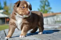 RTF-4, a female Miniature Australian Shepherd for sale in Baker City, OR – 3 of 5