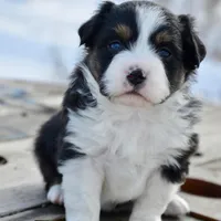 BTF-3, a female Miniature Australian Shepherd and Miniature American Shepherd for sale in Baker City, OR – Photo 3 of 5