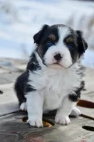 BTF-3, a female Miniature Australian Shepherd and Miniature American Shepherd for sale in Baker City, OR – Photo 3 of 5