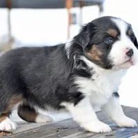 BTF-3, a female Miniature Australian Shepherd and Miniature American Shepherd for sale in Baker City, OR – Photo 4 of 5