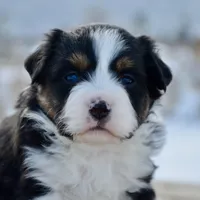 BTF-3, a female Miniature Australian Shepherd and Miniature American Shepherd for sale in Baker City, OR – Photo 2 of 5