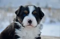 BTF-3, a female Miniature Australian Shepherd and Miniature American Shepherd for sale in Baker City, OR – Photo 2 of 5