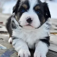 BTF-3, a female Miniature Australian Shepherd and Miniature American Shepherd for sale in Baker City, OR – Photo 1 of 5