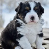 BTF-3, a female Miniature Australian Shepherd and Miniature American Shepherd for sale in Baker City, OR – Photo 5 of 5
