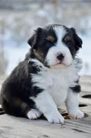 BTF-3, a female Miniature Australian Shepherd and Miniature American Shepherd for sale in Baker City, OR – Photo 5 of 5