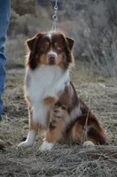 Phoenix, a male Miniature American Shepherd for sale in Baker City, OR – 6 of 6