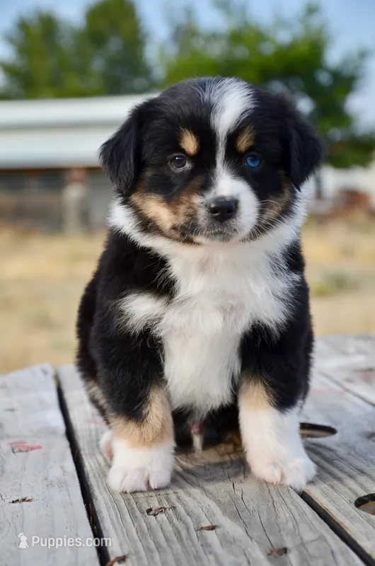 BTM-3 – Miniature Australian Shepherd, Miniature American Shepherd puppy for sale in Baker City, OR