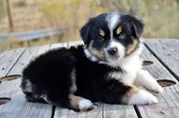 BTM-3, a male Miniature Australian Shepherd and Miniature American Shepherd for sale in Baker City, OR – 2 of 7