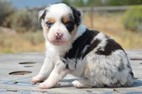 BMM-1, a male Miniature Australian Shepherd and Miniature American Shepherd for sale in Baker City, OR – 7 of 10
