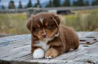 RTM-2, a male Miniature Australian Shepherd and Miniature American Shepherd for sale in Baker City, OR – 4 of 7