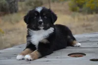 BTF-2, a female Miniature Australian Shepherd and Miniature American Shepherd for sale in Baker City, OR – 3 of 9