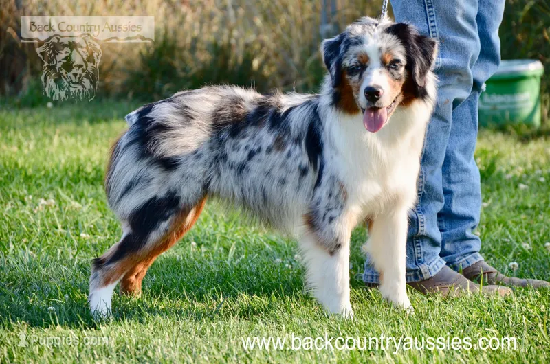 Pepper – Miniature Australian Shepherd, Miniature American Shepherd puppy for sale in Baker City, OR