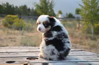 BMM-1, a male Miniature Australian Shepherd and Miniature American Shepherd for sale in Baker City, OR – 3 of 10