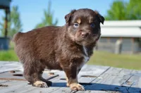 RTM-2, a male Miniature Australian Shepherd for sale in Baker City, OR – 2 of 5