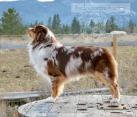 Phoenix, a male Miniature American Shepherd for sale in Baker City, OR – 2 of 6