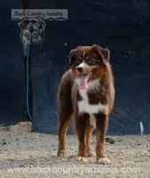 Paulie, a female Miniature Australian Shepherd and Miniature American Shepherd for sale in Baker City, OR – 2 of 4