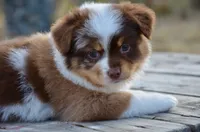 RMF-1, a female Miniature Australian Shepherd and Miniature American Shepherd for sale in Baker City, OR – 2 of 9