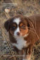 RTM-2, a male Miniature Australian Shepherd and Miniature American Shepherd for sale in Baker City, OR – 4 of 7